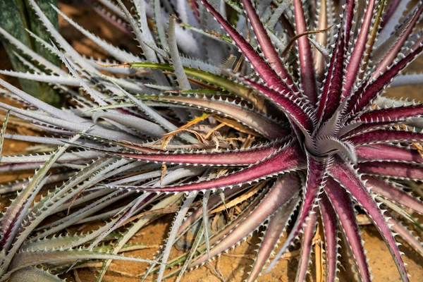 Kırmızı yapraklı kaktüs bitkisi. Yapraklı kaktüs çalısı. Dikenli yapraklı parlak bir bitki. Çiçekçi afişi şablonu.