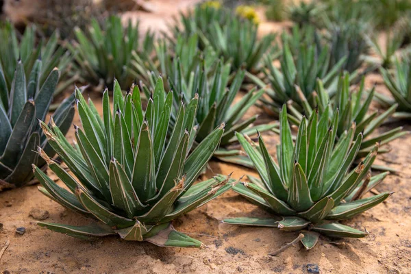 Planta suculenta en suelo de arena desértica. Foto verde de la perspectiva succu frondosa. Plantilla de banner de tienda de flores con lugar de texto . —  Fotos de Stock