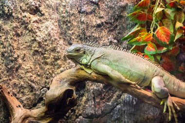 Teraryumdaki tropik kertenkele. Iguana yakın çekim fotoğrafı. Egzotik hayvan afişi şablonu. Tropik sürüngen bakımı ve barınma.