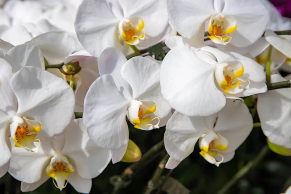 Ветка белой орхидеи, ботанический сад фото крупным планом. Тропический ботанический сад фото крупным планом . — стоковое фото