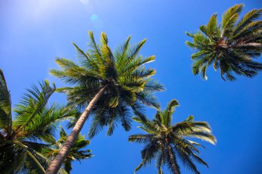 Tall palm tree crown on sunny blue sky background. Tropical island nature. Exotic natural scene