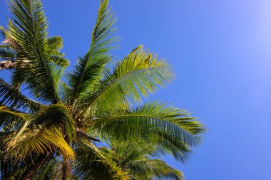 Green palm tree crown on sunny blue sky background. Tropical island nature. Coco palm tree landscape