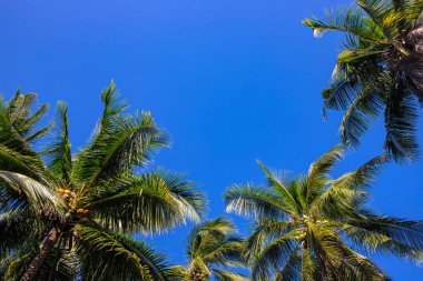Güneşli mavi arka planda vahşi palmiye ağacı. Tropik ada doğası. Coco Palm Ormanı manzarası. Yaz tatili