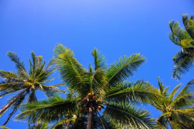 Natural palm tree on sunny blue sky background. oco palm tree landscape. Summer vacation banner template with text place