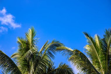 Fluffy palm tree on sunny blue sky background. Tropical island nature. Summer vacation banner template with text place.