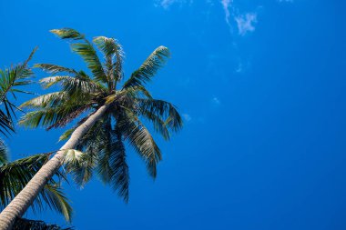 Güneşli mavi arka planda uzun palmiye ağaçları. Tropik ada doğası. Coco palmiye ağacı manzarası. Yaz tatili
