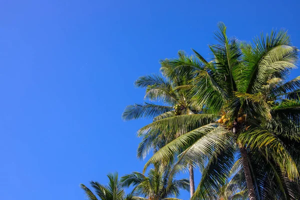 Palma verde su sfondo cielo blu soleggiato. Natura tropicale dell'isola. Paesaggio delle palme di Coco. — Foto Stock