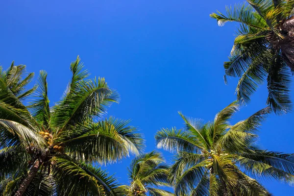 Palmera silvestre sobre fondo soleado del cielo azul. Naturaleza insular tropical. Paisaje de la palma de Coco. Vacaciones de verano — Foto de Stock