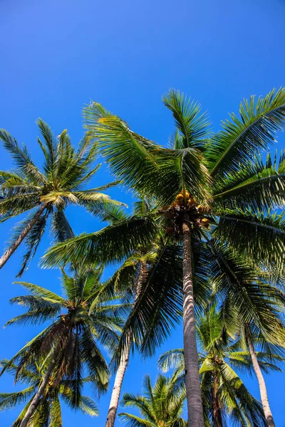 Palm tree forest on sunny blue sky background. Tropical island nature. Summer vacation banner template with text place. — Stock fotografie