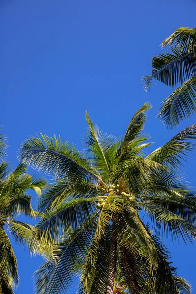 Palmera verde sobre fondo de cielo azul soleado. Naturaleza tropical de la isla. Palmera de coco paisaje . — Foto de Stock