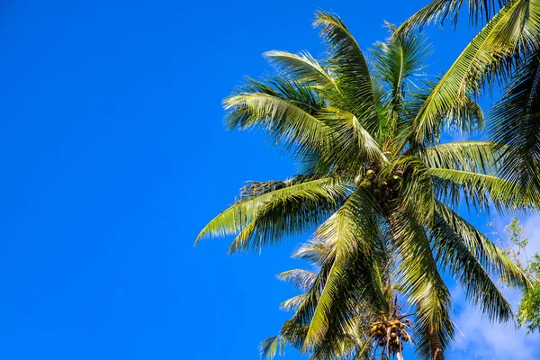 Corona de palmera verde sobre fondo de cielo azul soleado. Naturaleza tropical de la isla. Coco palmera escena . — Foto de Stock