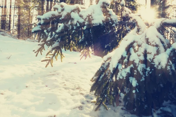 Sonnenstrahlen beleuchten verschneite Zweige von Tannen — Stockfoto