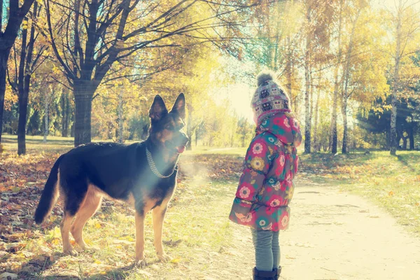 Küçük kız ile büyük bir köpek yürüyüş