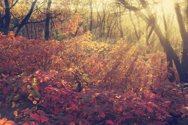 Kolorowych liści jesienią w promieniach zachodzącego słońca — Zdjęcie stockowe