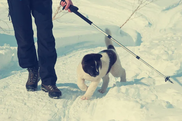 Laika puppy plays with a trekking pole at sunny winter day — Stock Photo, Image