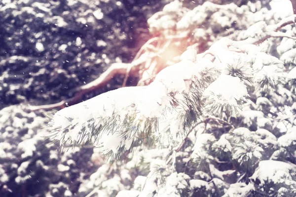 Snow falling on pine branches in light of winter sun — Stock Photo, Image