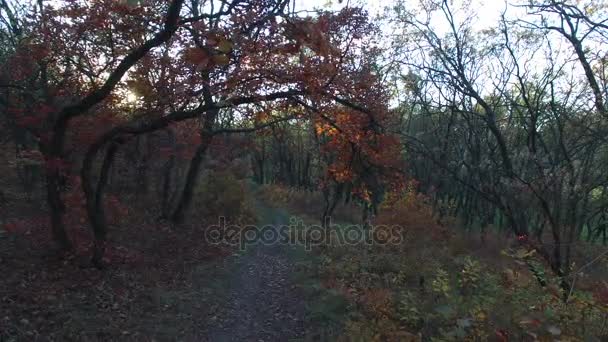Maravilloso atardecer en el bosque de otoño — Vídeos de Stock