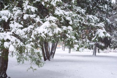 Mazı (bitki) dallarında karla kaplı