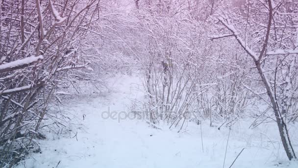 留着胡须的男人微笑着与小狗走在冬季的森林 — 图库视频影像