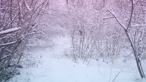 Barbuto uomo sorridente con piccolo cane sta camminando nella foresta invernale — Video Stock