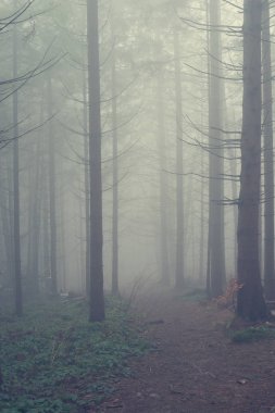 İz köknar ağaçları arasında sis kaybolur