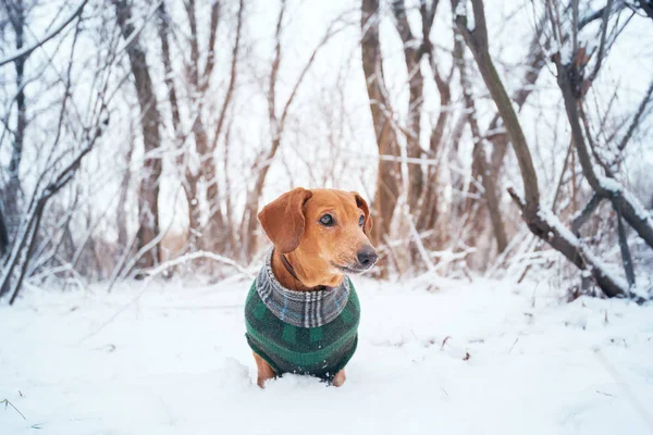 Портрет маленькой собачки, одетой в пальто — стоковое фото