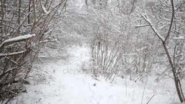 Gülümseyen adam uzun yürüyüşe çıkan kimse küçük bir köpek ile bir iz üzerinde çalışan sakallı