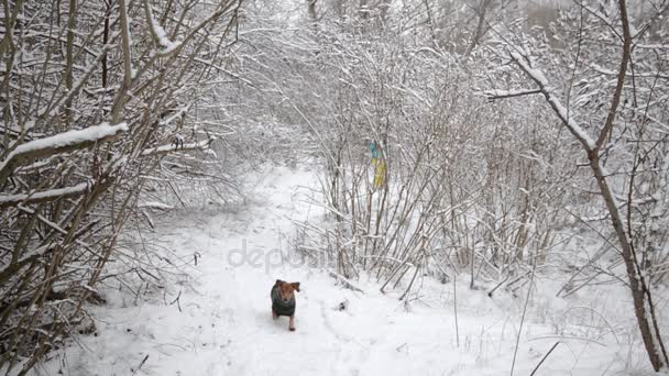 Aantal wandelaars lopen op een parcours met een kleine hond — Stockvideo