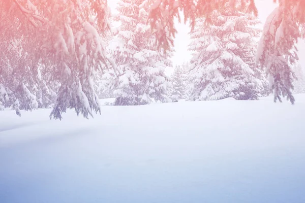 Magische Winterlandschaft - schneebedeckter Nadelwald — Stockfoto