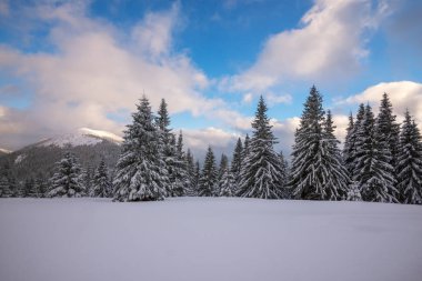 Sonra kar yağışı Alpin çayır 