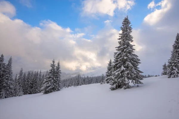 Magic winter landscape - spruce trees covered with snow Stock Picture