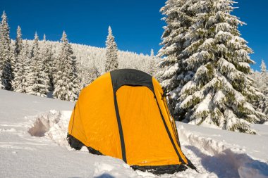 Çadır sarı -, Alpin çayır yakın