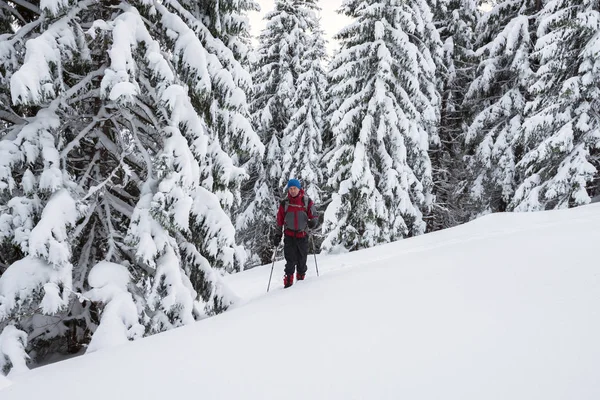 Uomo viaggiatore va in racchette da neve tra abeti innevati — Foto Stock