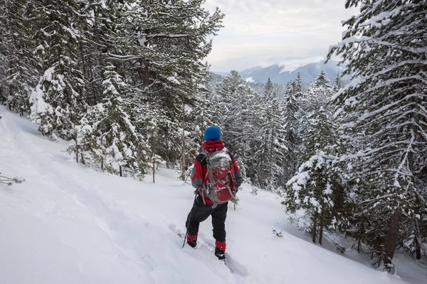 Kar ayakkabılarını adam Gezgin karla kaplı çam ağaçları arasında sakin ol — Stok fotoğraf