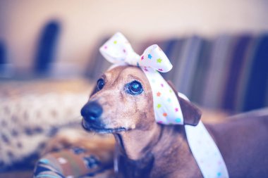 Kameraya bakarak umut kim ile komik köpek portresi