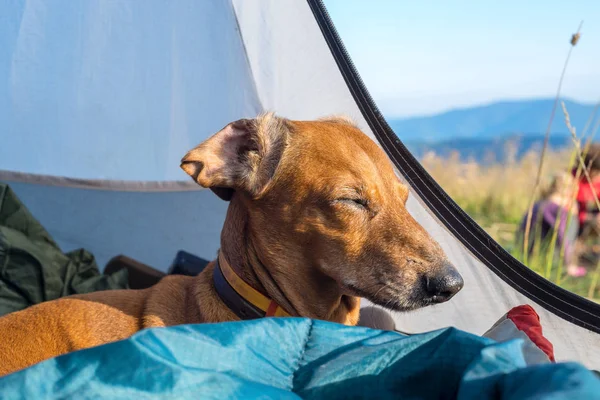 Komik küçük köpek çadırın içinde uyur 