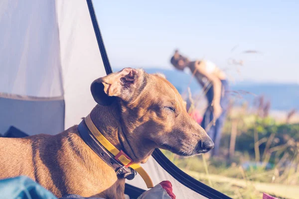 Смешная собака спит в палатке - замечательное путешествие для всех — стоковое фото