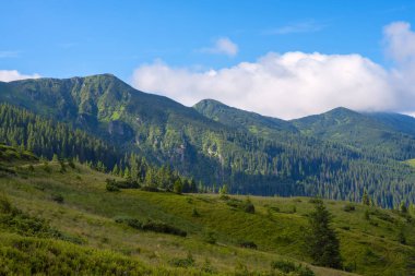 Flo arka plan üzerinde Ladin ormanı ile kaplı yeşil ridge