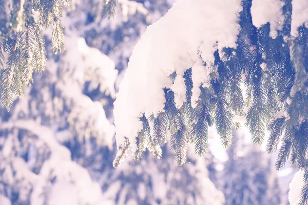 Grüne Fichtenzweige mit Schnee bedeckt — Stockfoto