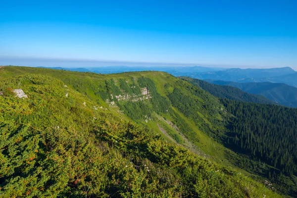 신선한 풀과 야생화로 덮여 푸른 언덕 — 스톡 사진