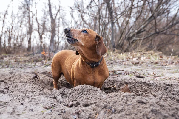 Funny dog digs a hole on the beach