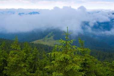 Yeşil tepelerin arka plan üzerinde genç taze çam ağacı 