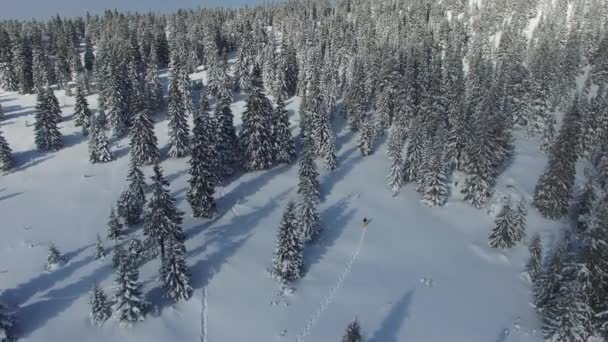 Aerial view on a traveler who is walking in snowshoes among huge fir trees — Stock Video
