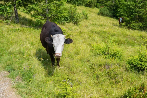 Маленькие коровы пасутся на горных склонах — стоковое фото