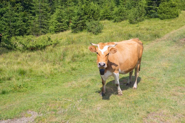 Коричневая корова внимательно смотрит в камеру, пока пасётся на горе — стоковое фото