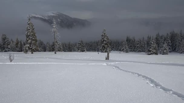 Drammatico paesaggio invernale — Video Stock