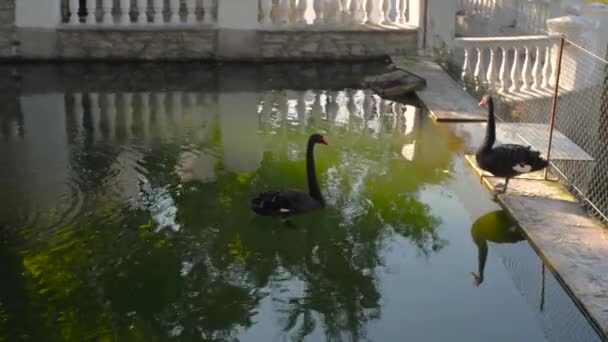 Dos elegantes cisnes negros — Vídeos de Stock