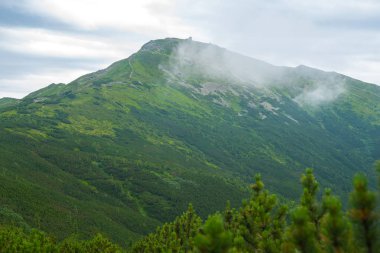 Ridge Dağı Gözlemevi ile bir iğne yapraklı orman kapsadığı,