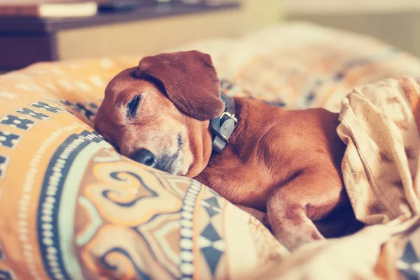 Kahverengi köpek, battaniyesinin altında dachshund  