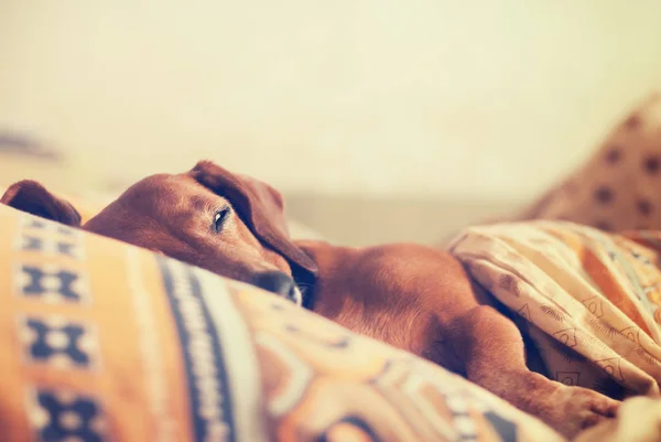 Köpek, konforlu uyku und daralmış gözlerle dachshund